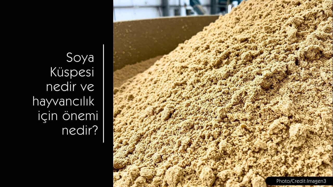 Soya Küspesi nedir ve hayvancılık için önemi nedir?