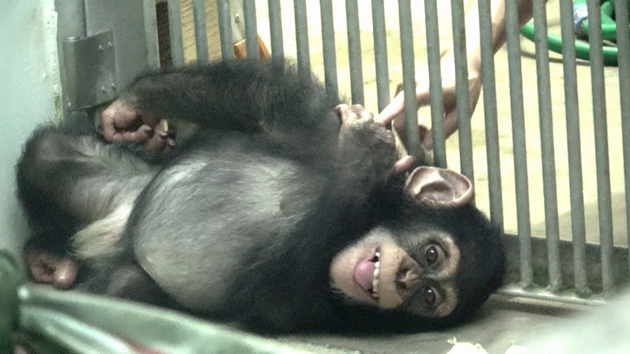 Happiness, lovely MOKOICHI smile♡ Chimpanzee Okinawa Zoo