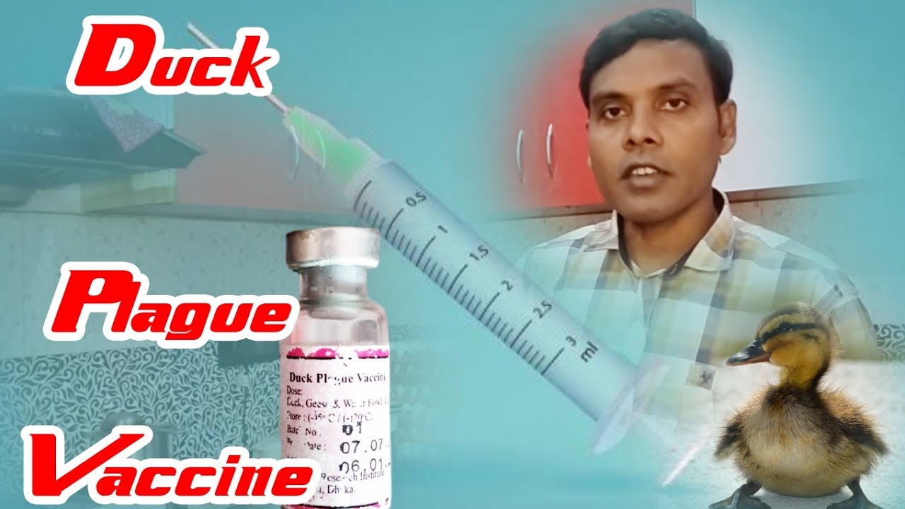 DUCK FARMING!!! #DUCK PLAGUE#TRENING 6TH battak बत्तख पालन वैक्सीन कैसे ओर क्यों करे //डक प्लेग