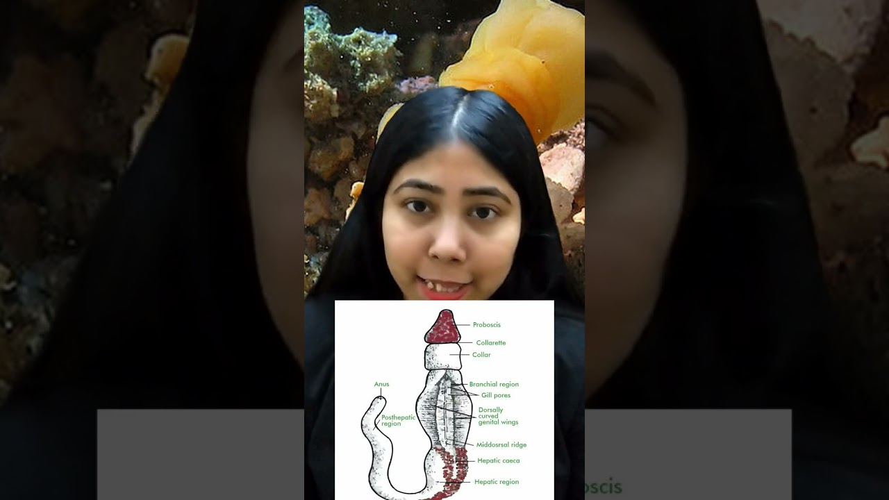 Phylum Hemichordata | General Characteristics & Examples | Non-Chordata | Biology | Adhyayanta