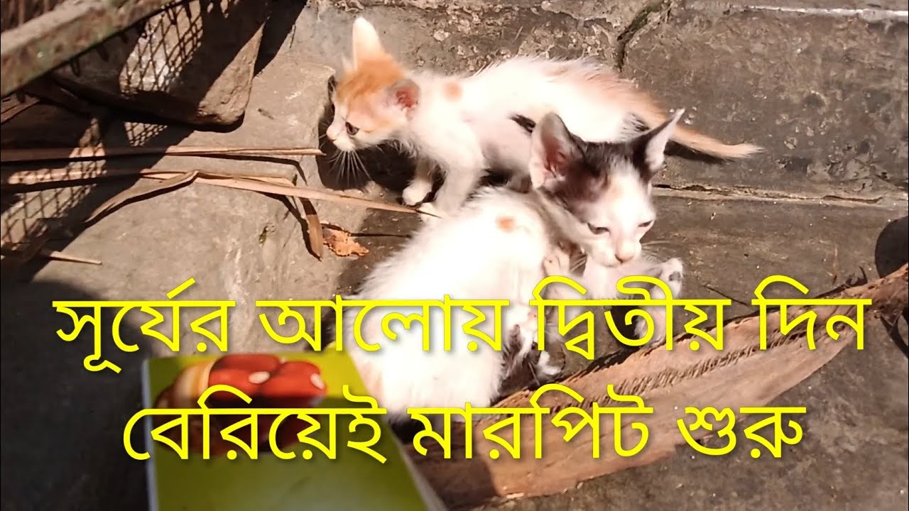 সূর্যের আলোয় দ্বিতীয় দিন বেরিয়েই মারপিট শুরু। মায়ের শাসনে সব ঠান্ডা হলো। 