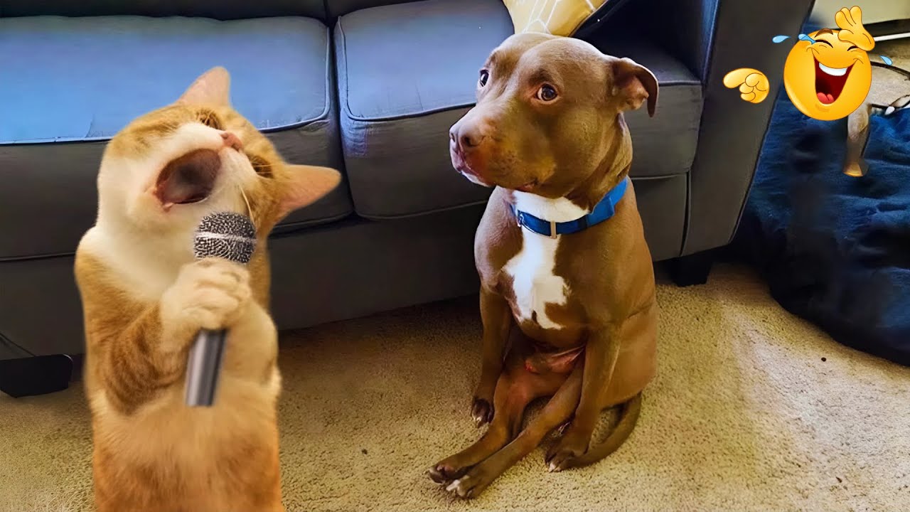 Funny ANIMALS Videos 🤣 Hilarious Cats & Dogs Doing the Funniest Things! 🐾😆