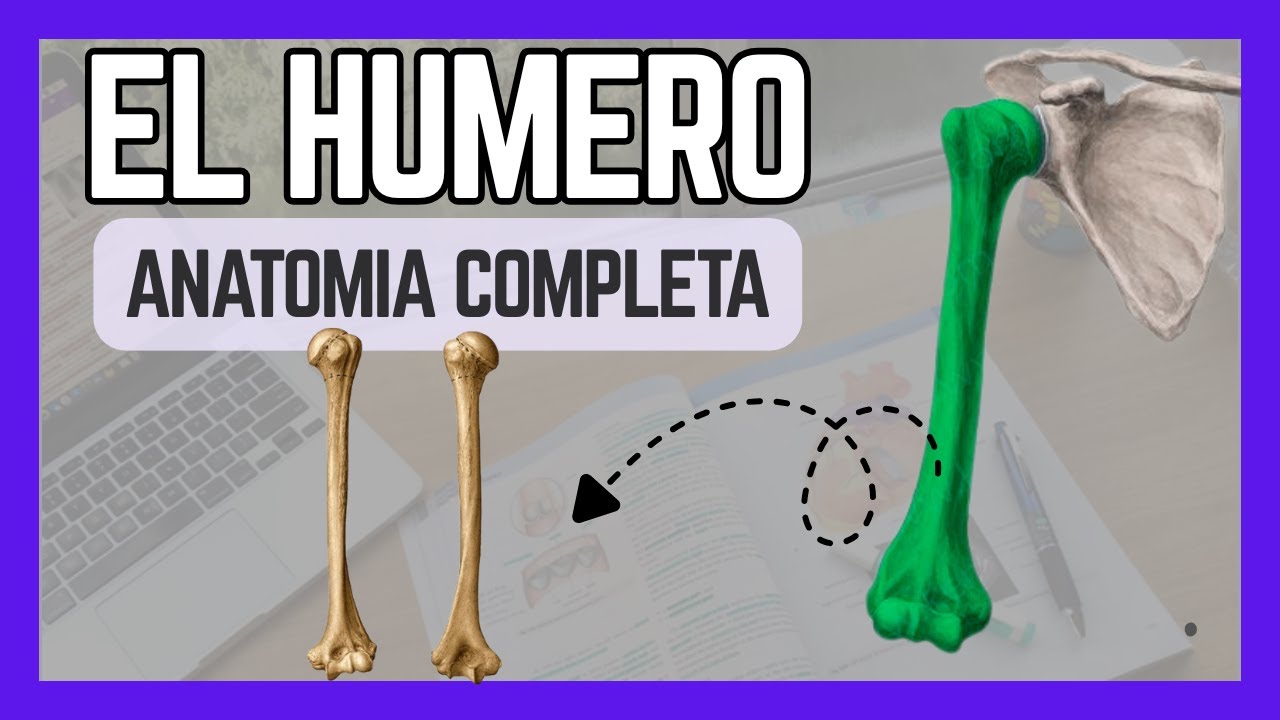 🦴📚 Anatomía del HÚMERO| Aprende FÁCIL Y RÁPIDO 🤓