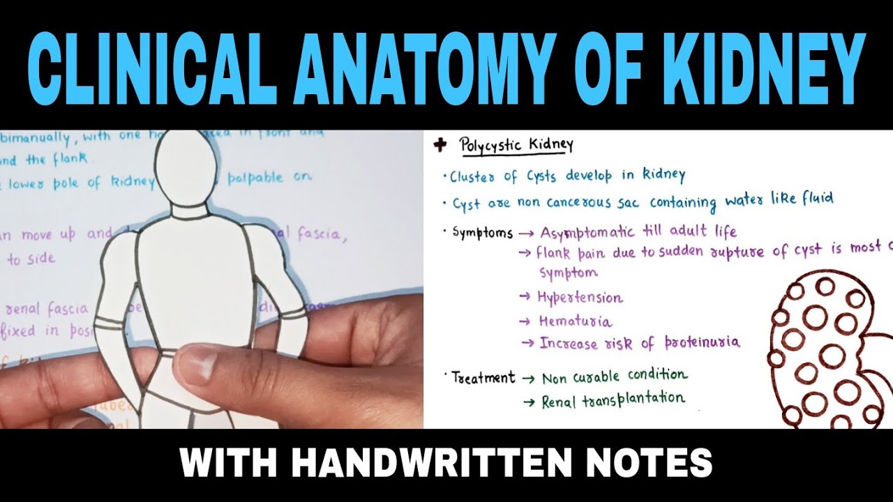 Kidney ( Clinical Anatomy )