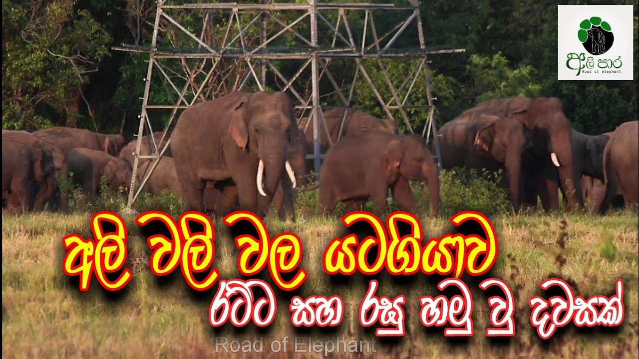 රට්ඨ 🐘රඝු ඇත්තු  එකතැනක හමු වු දවසක්.
