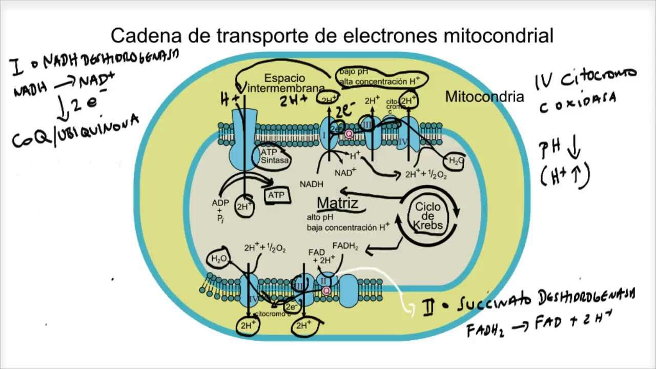 Cadena de Transporte de Electrones y Fosforilación Oxidativa
