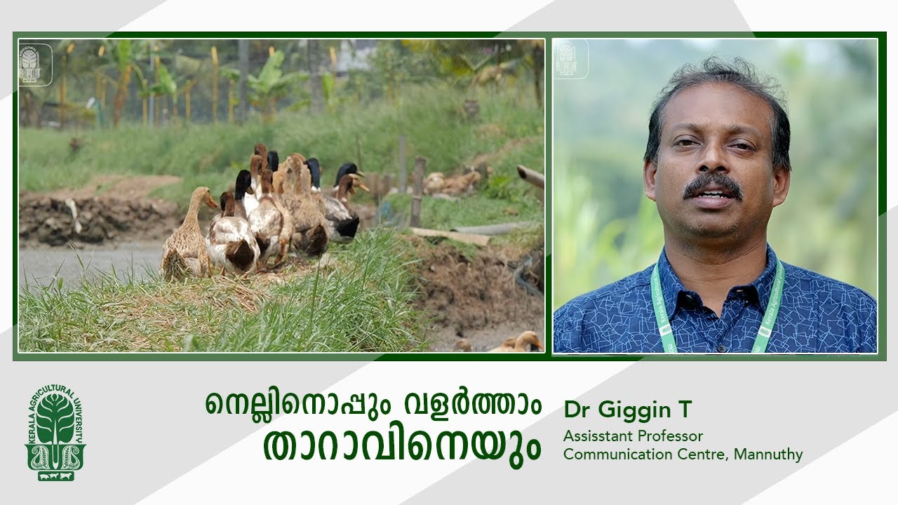 Integrating Duck in Paddy Cultivation | നെല്ലിനൊപ്പും വളർത്താം താറാവിനെയും |   Dr Giggin | KAU