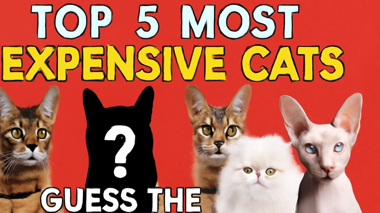 Top 5 Most Expensive Cats in the World