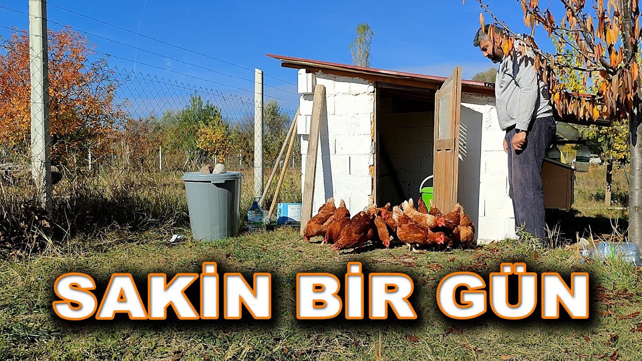Bahçede Sakin Bir Gün - Tavukların Son Durumu - Hüzünlü Zamanlar