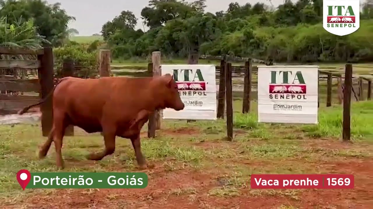 Projeto Catira: VACA PRENHE 1569