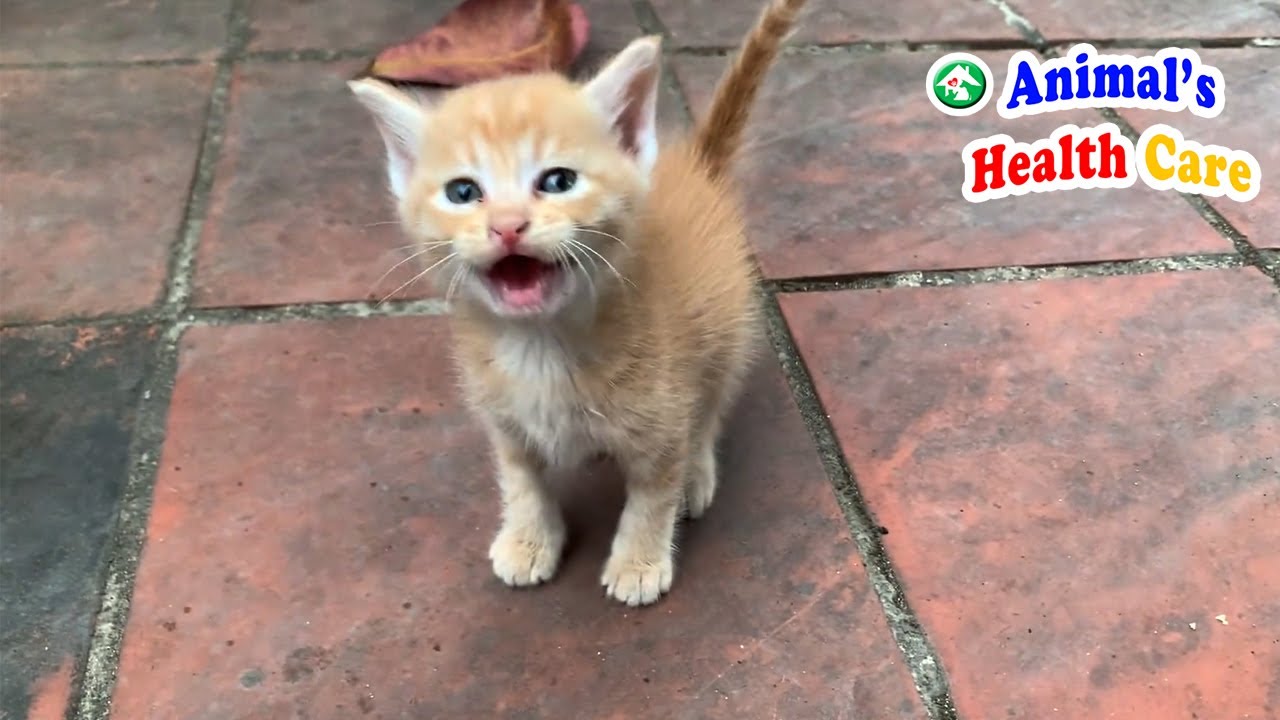 Baby kittens learn to be real cat &ndash; Little kitten practice: Walking and Running