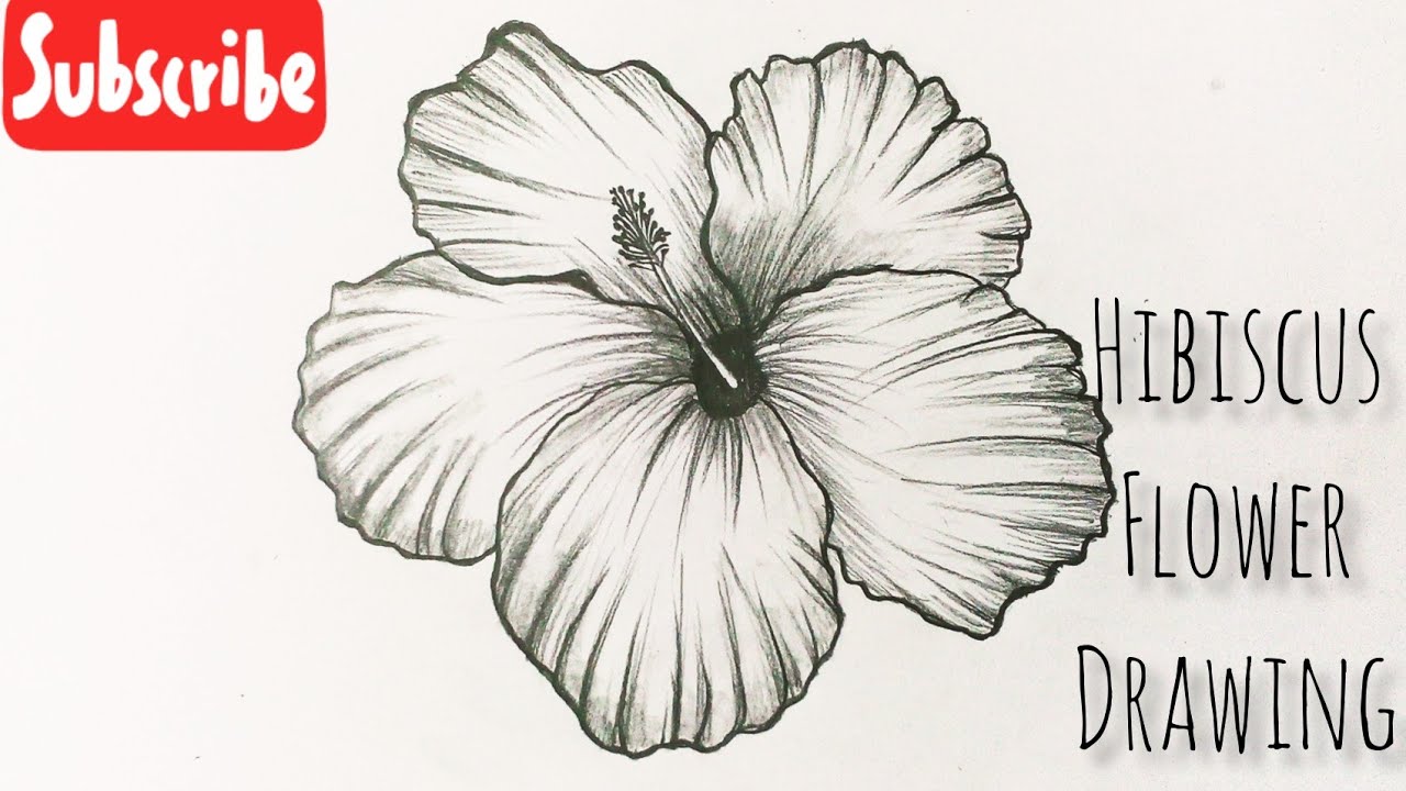 How To Draw A Hibiscus Flower Easy Step By Step