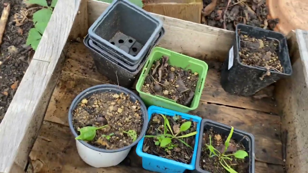 Visite de potager du 27/12/2025 !! Je suis hyper content de vous revoir !!