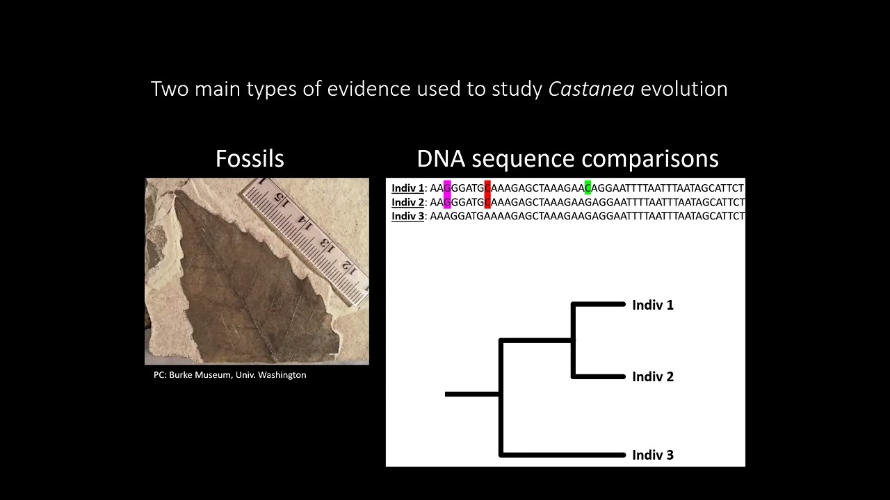 Chestnut Chat: Evolution of the genus Castanea
