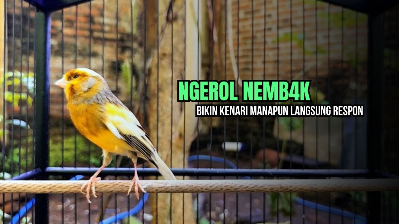 kenari GACOR panjang cuit cuit EMOSI, pancingan kenari paud belajar bunyi, terapi CANARY MACET