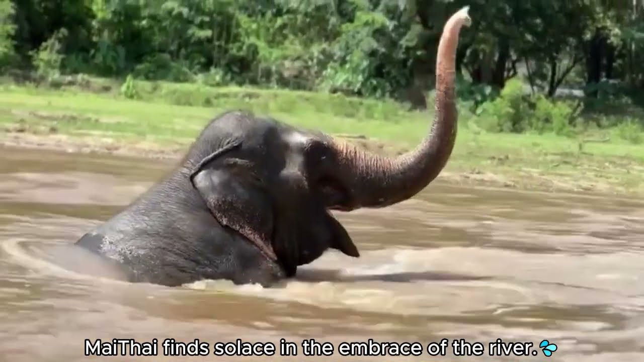 Kaavan elephant update this week - Kaavan, he couldn't be bothered going in