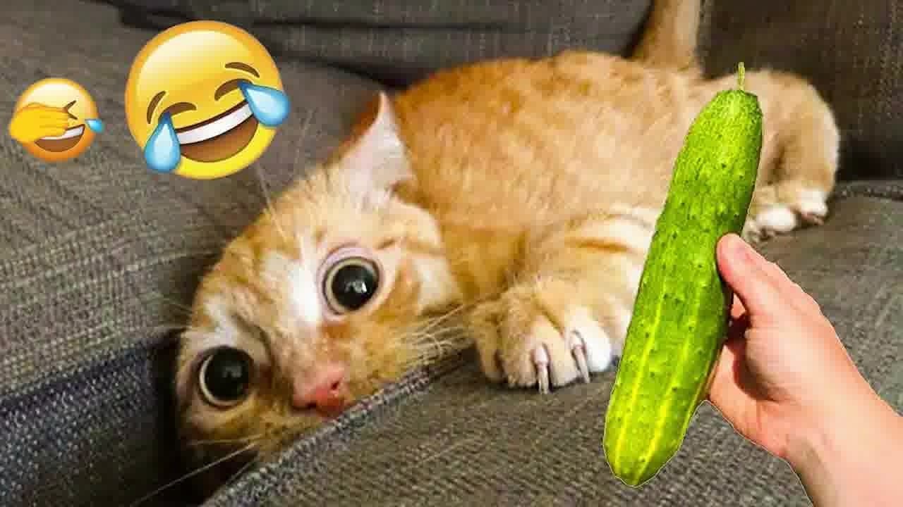 Try Not To Laugh 😆 Funniest Cats & Dogs 😻 Funny Animals