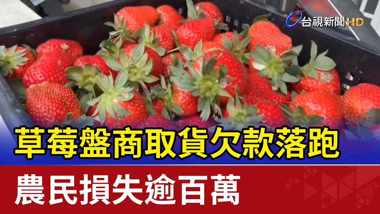 草莓盤商取貨欠款落跑 農民損失逾百萬