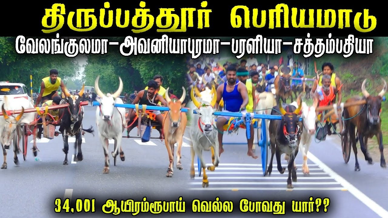 திருப்பத்தூர் பெரியமாடு பந்தயம் 2026 Periyamadu  Race