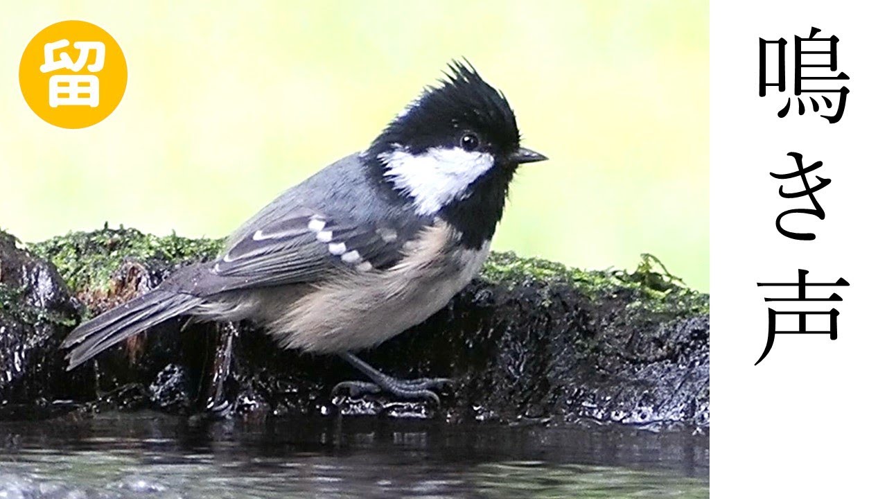 ヒガラの鳴き声（さえずり・地鳴き）