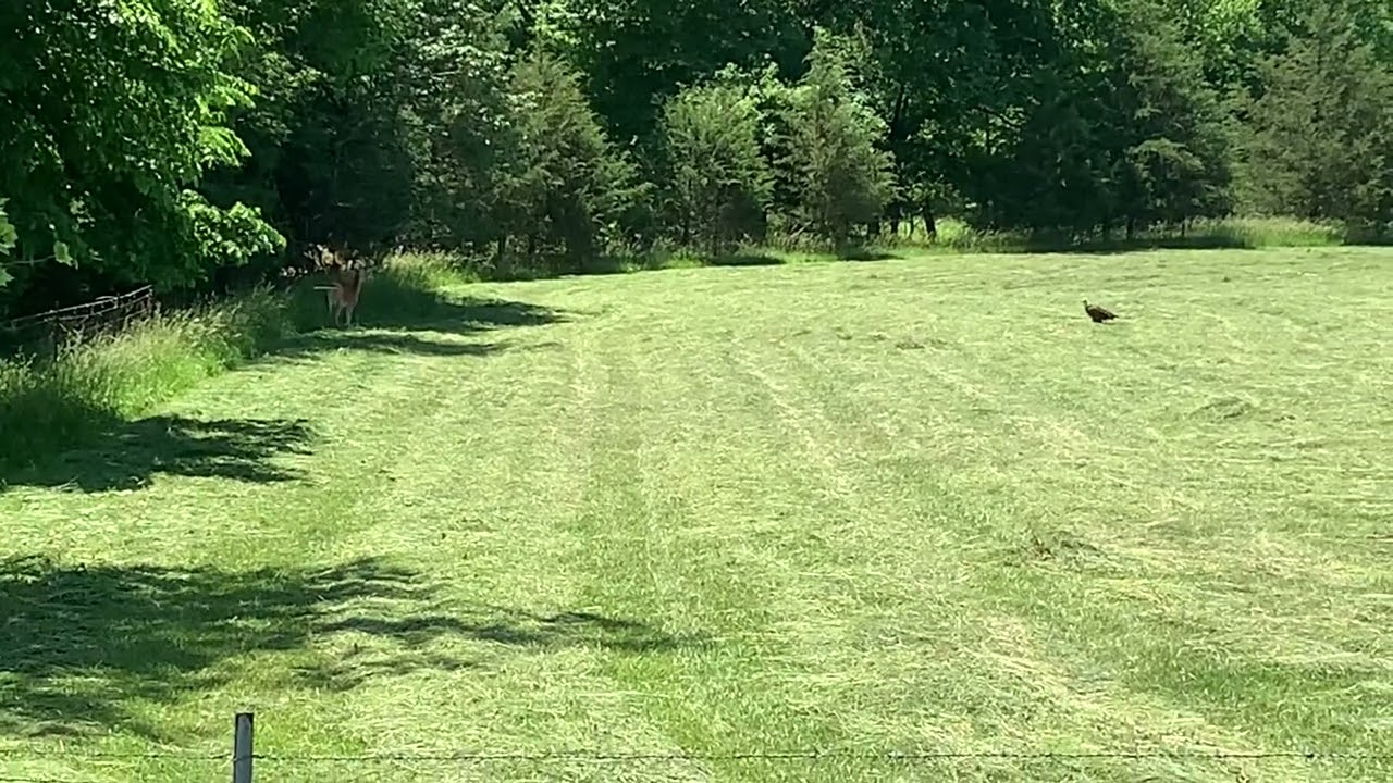 Deer and eagle
