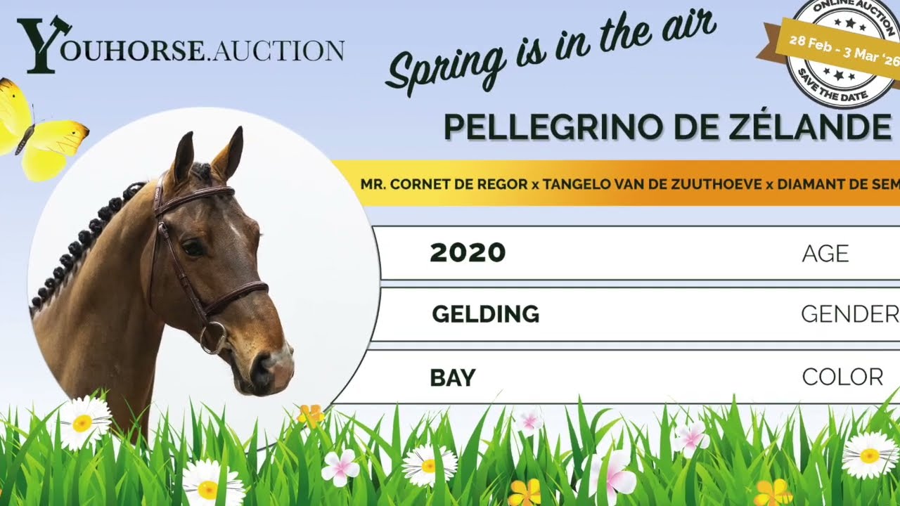 Pellegrino de Zélande showvideo