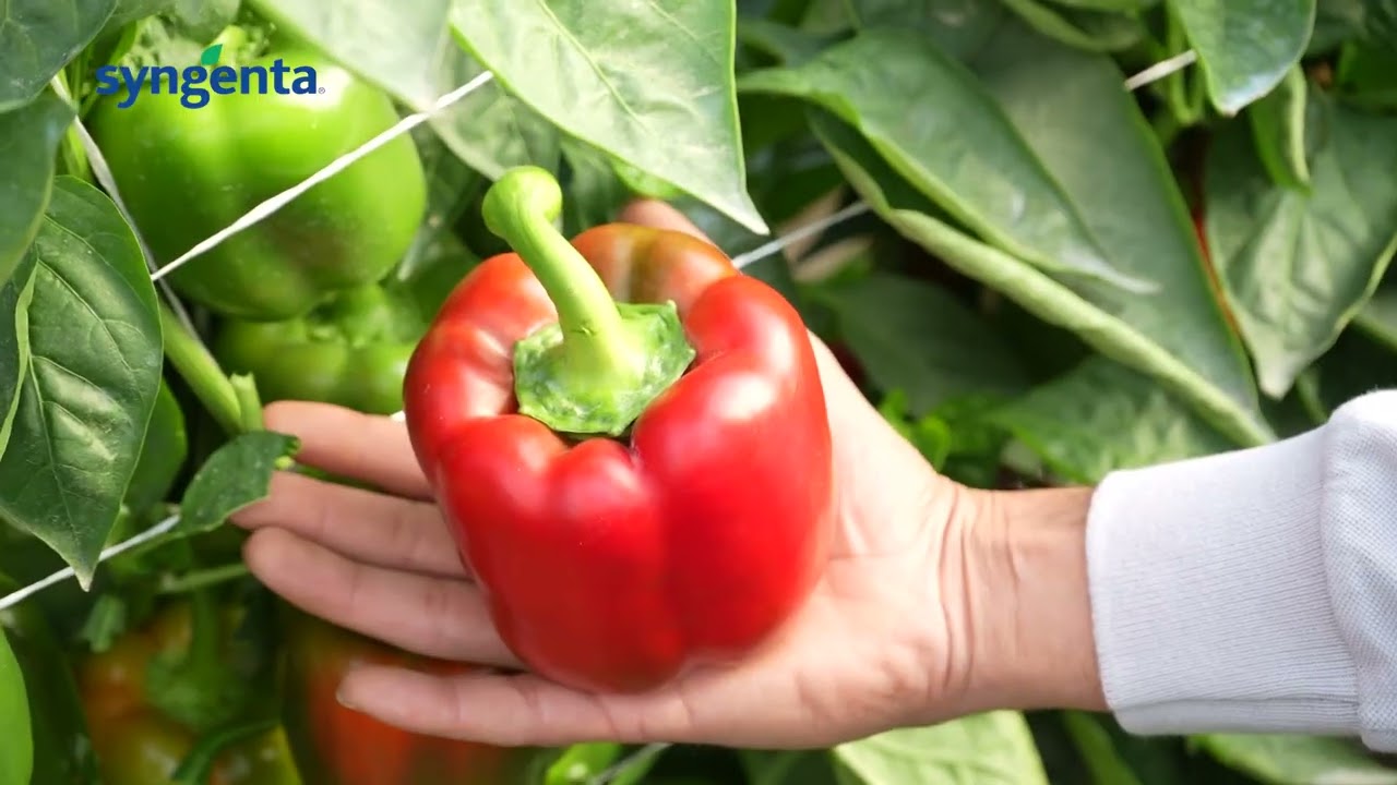 Syngenta Sweet Pepper, Sensie, Saitma