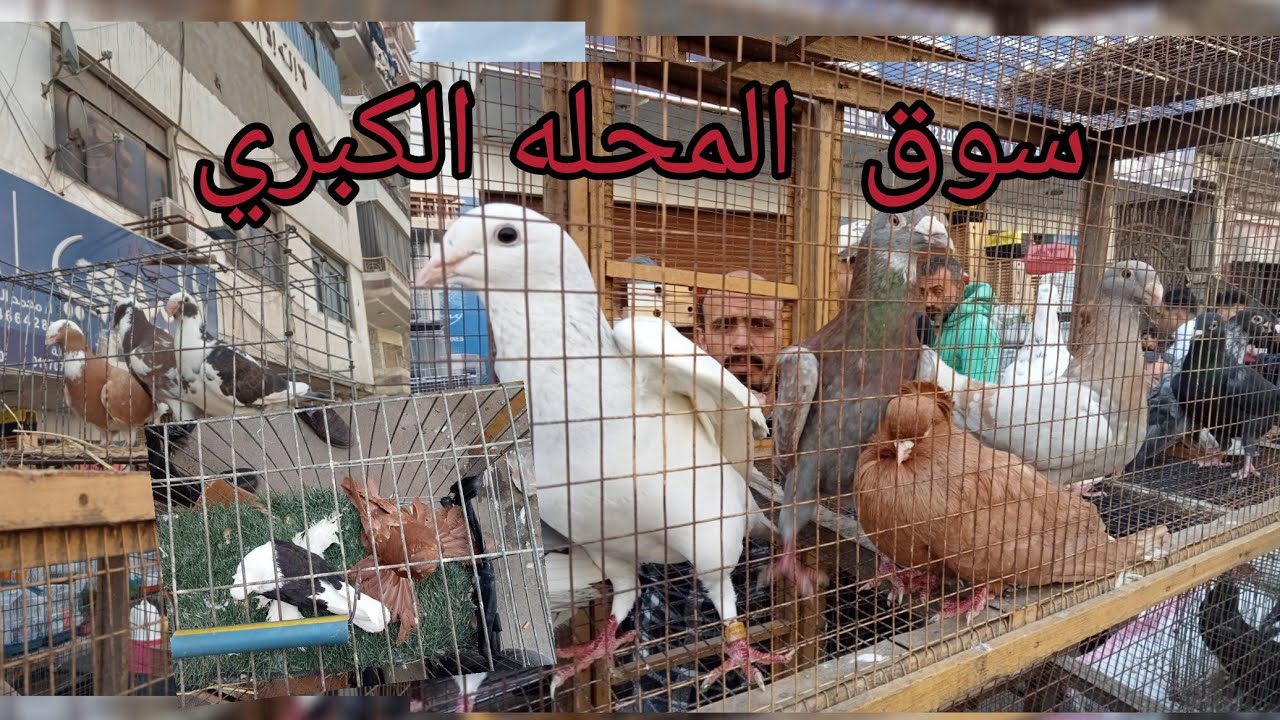 اسعار جميع انواع الحمام في سوق المحله الكبرى بارقم التلفون مع العمده #النجار_فوق