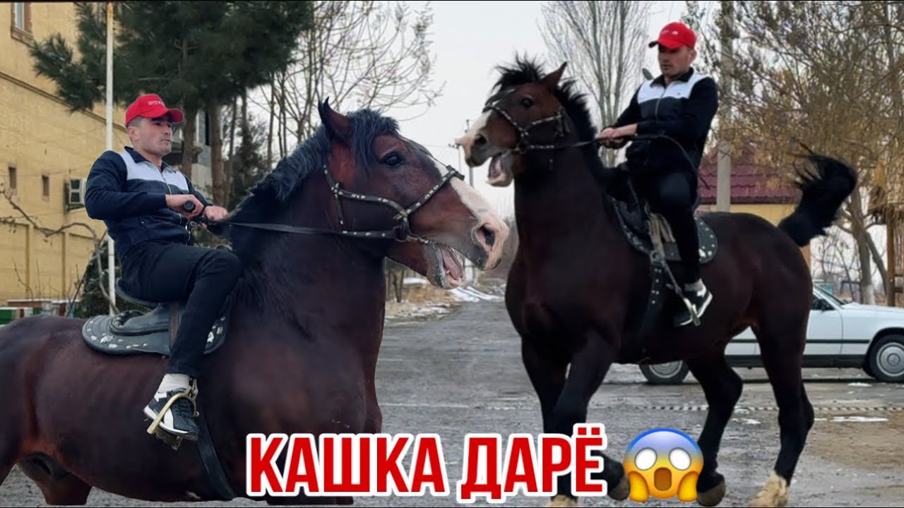 Аспи туда бузош гарантия Қашқа Дарё 29 января 2026 г.