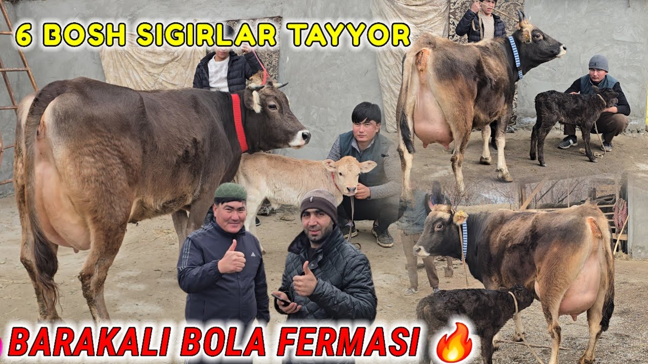 Barakali Bola 21.Mln 20 L Sut Narxlar Yondi 😱 Ishonmaganlar ko'rsin BEPULGA Buzoqcha Egasi Aniqlandi