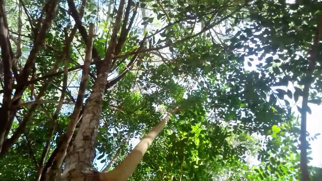 relaxing Tree Ambience 🌳🌅🙂