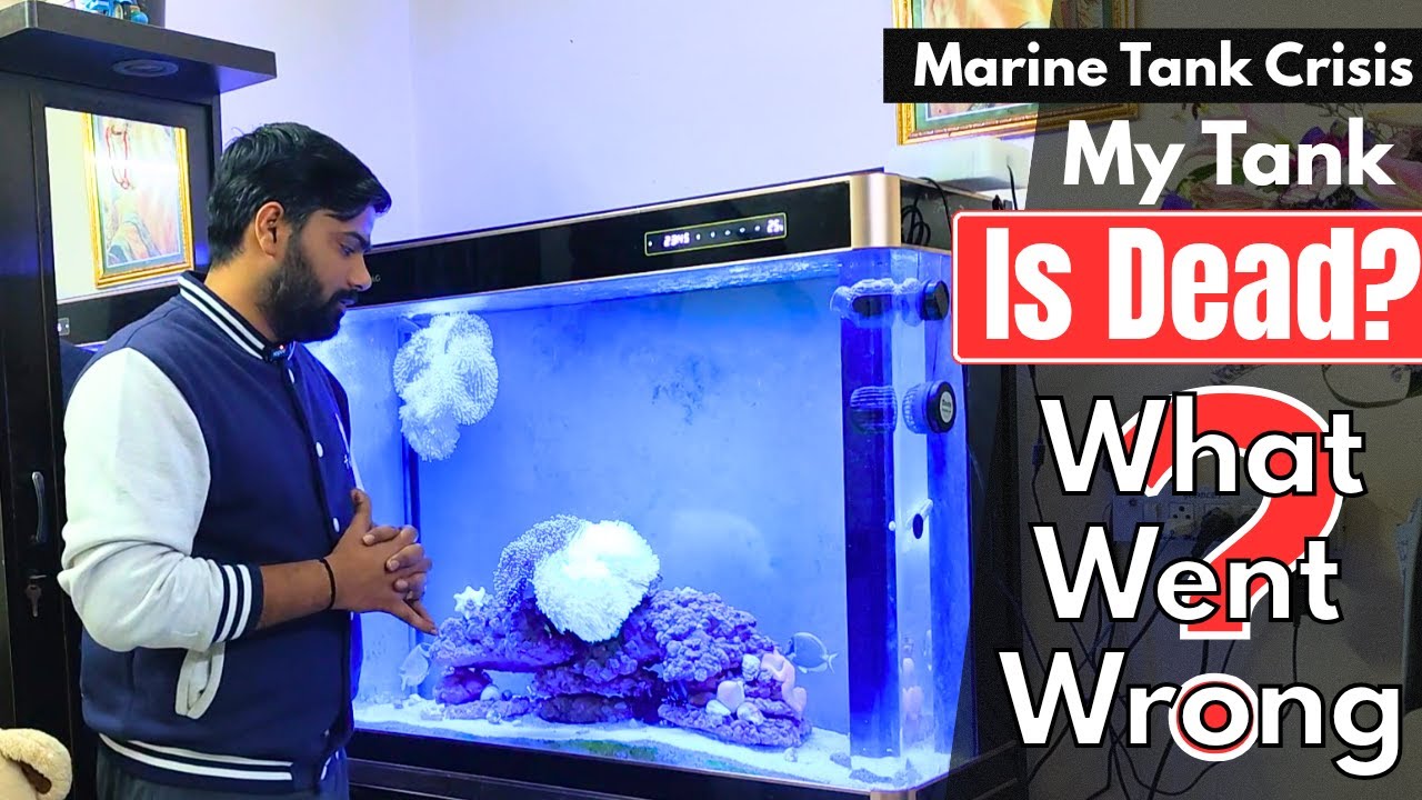 A Sad News About My Saltwater Aquarium 💔