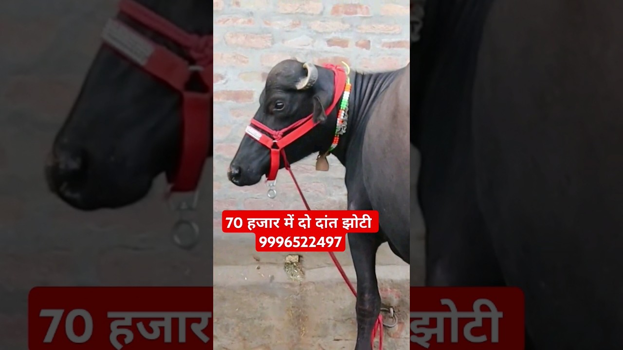 70 हजार में ताजा ब्याई झोटी with Top Quality at Buffalo Dairy Farm (9996522497)
