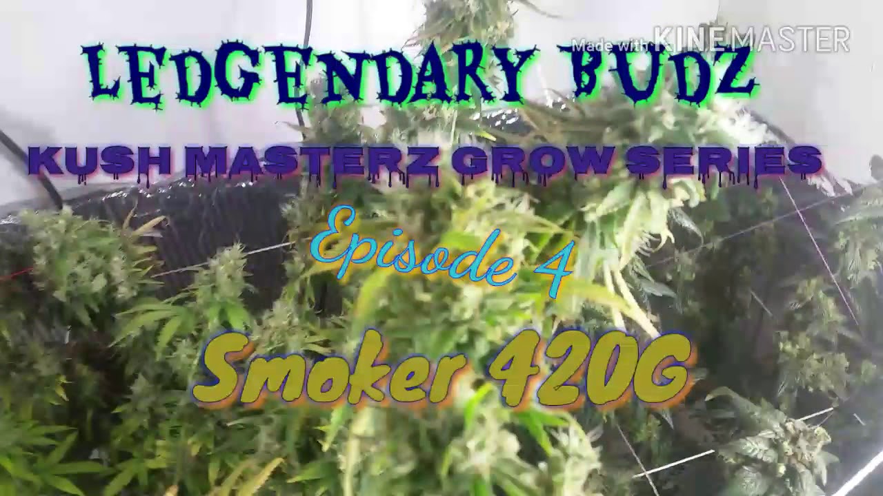Bloombeast A520, dyna gro,Week 9 Day 66, last episode of grow