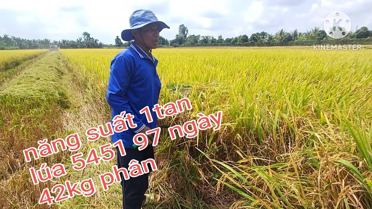 Mở đồng lúa 5451 năng suất 1tan bán 6.2n vụ đông xuân 