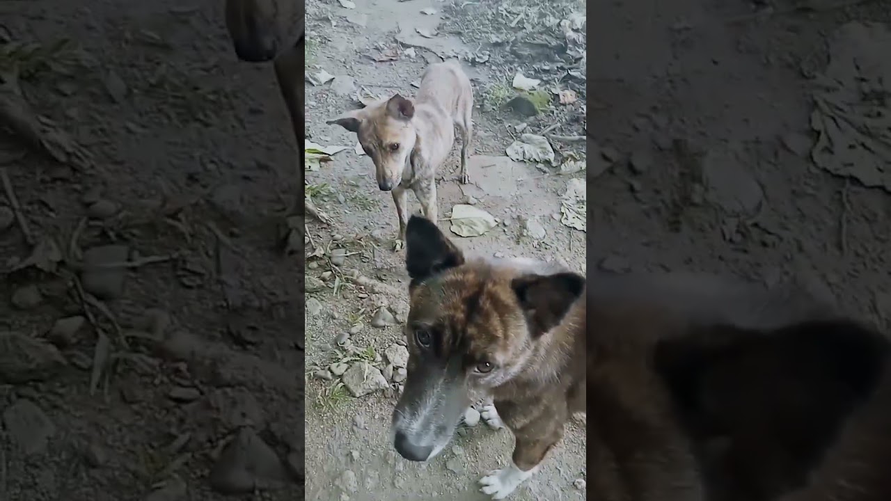 Stray Dogs So Hungry Waiting For Foods To Survive | #respectanimal #animallover #shorts