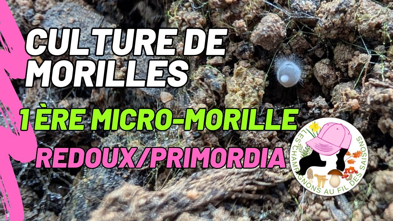 Culture de morilles chez soi : 1ère Micro-Morille et Primordia dûs au redoux, 18 janvier 2026
