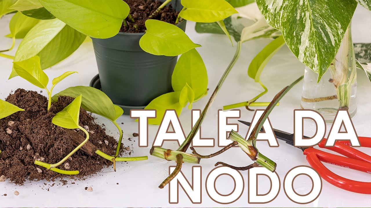 Talea di nodo: come farla in modo facile e veloce! #leGeoTips