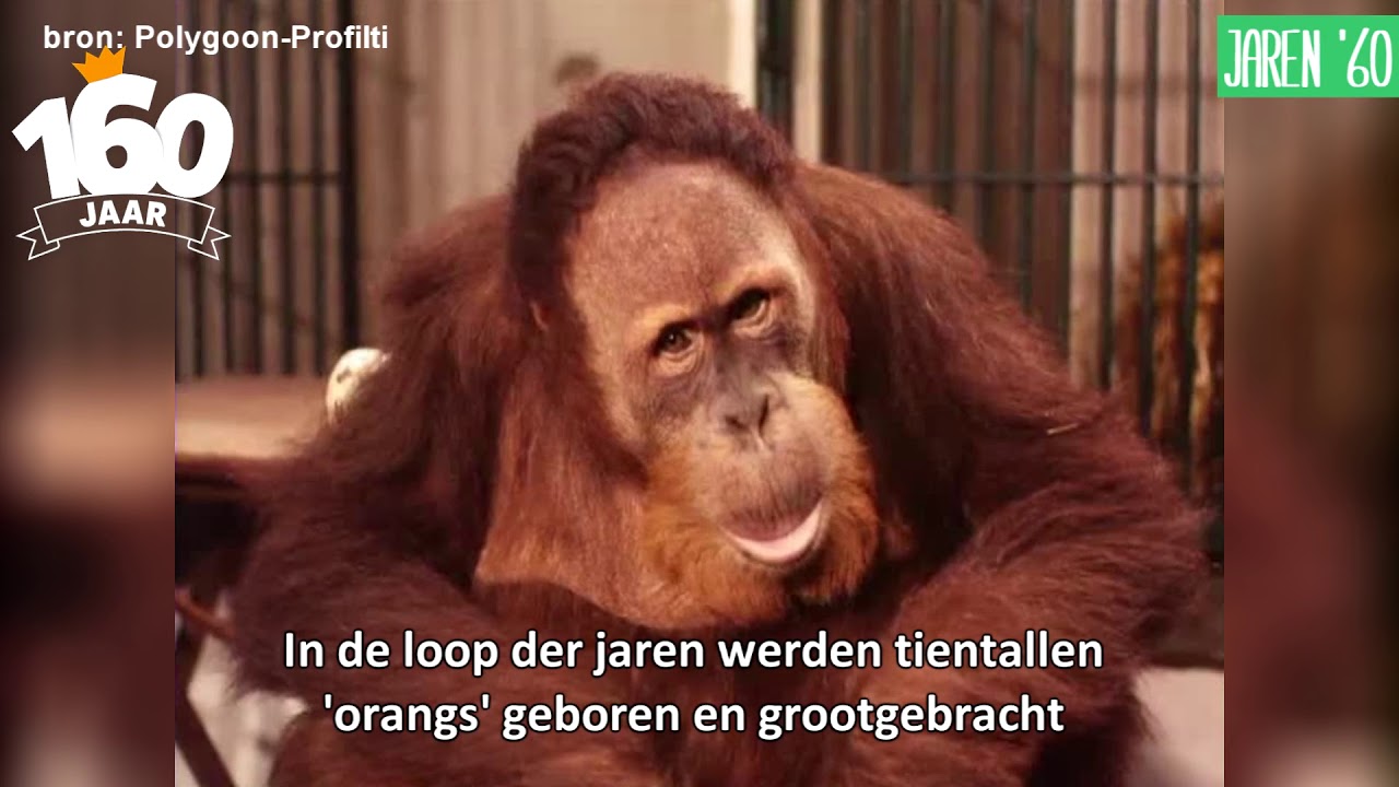 De geschiedenis van Diergaarde Blijdorp: mensapen