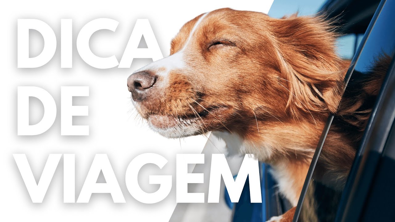 DICAS PARA VIAJAR COM O SEU C&Atilde;O DE FORMA SEGURA E TRANQUILA  SEJA DE CARRO, &Ocirc;NIBUS OU AVI&Atilde;O |DOGBRTV