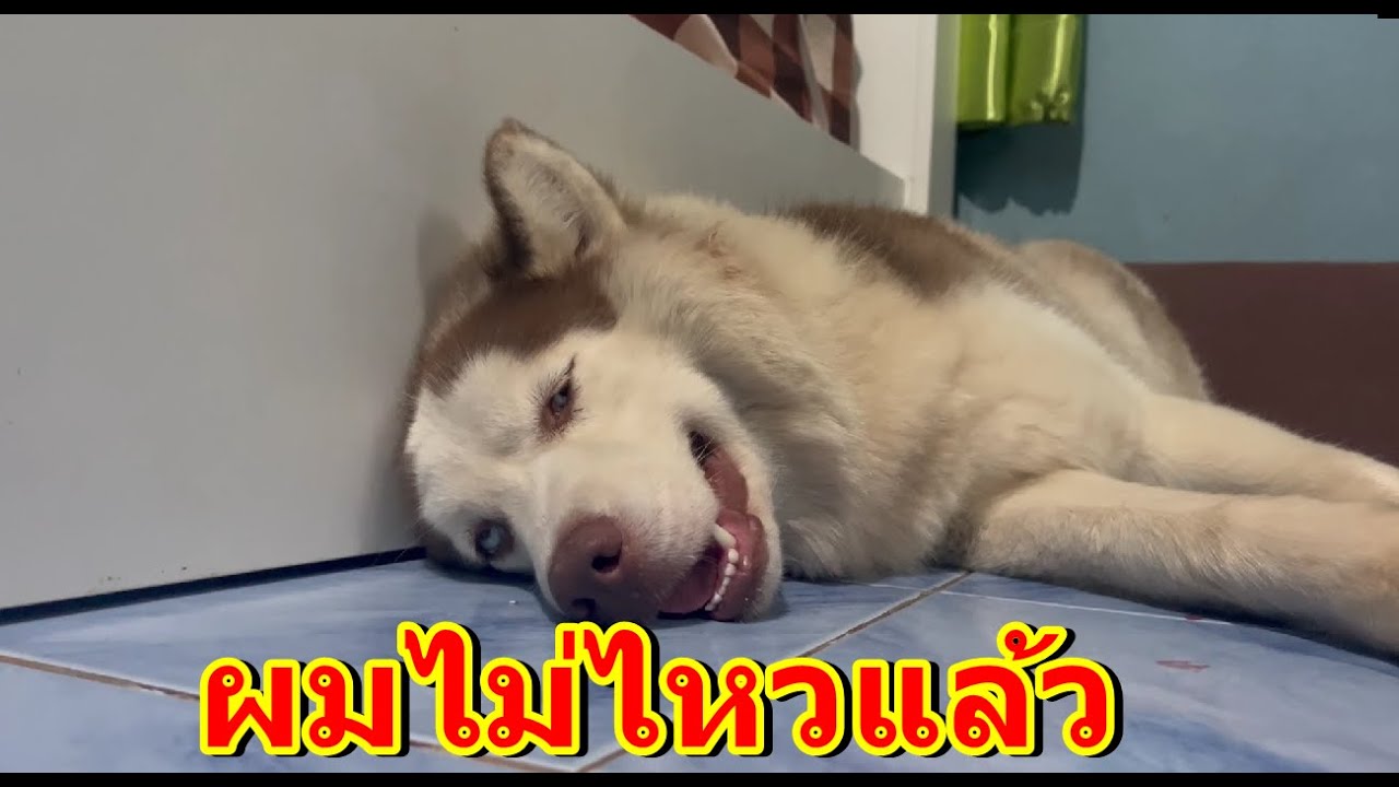 เมื่อข้าวเหนียวแกล้งไม่สบายทุกคนในบ้านจะทำยังไง