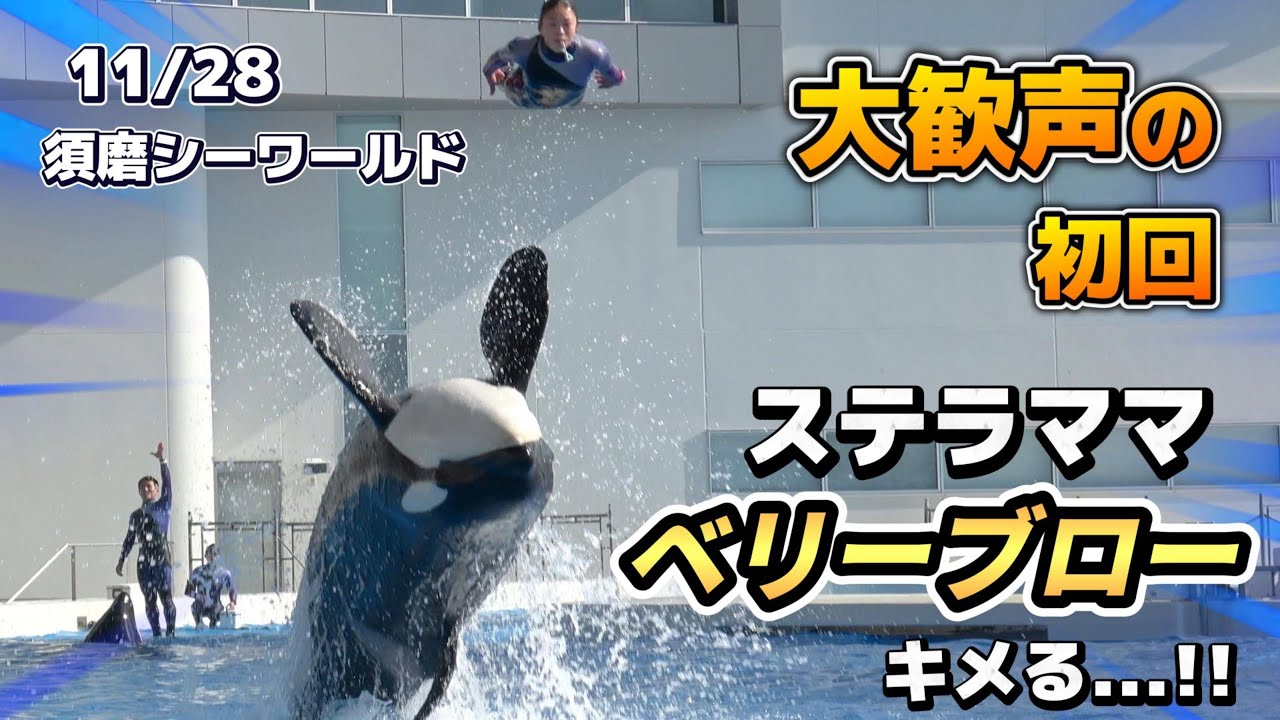 【シャチ】ステラママがベリーブローきめててびっくりしました！【神戸須磨シーワールド11月28日オルカパフォーマンス初回】#シャチ