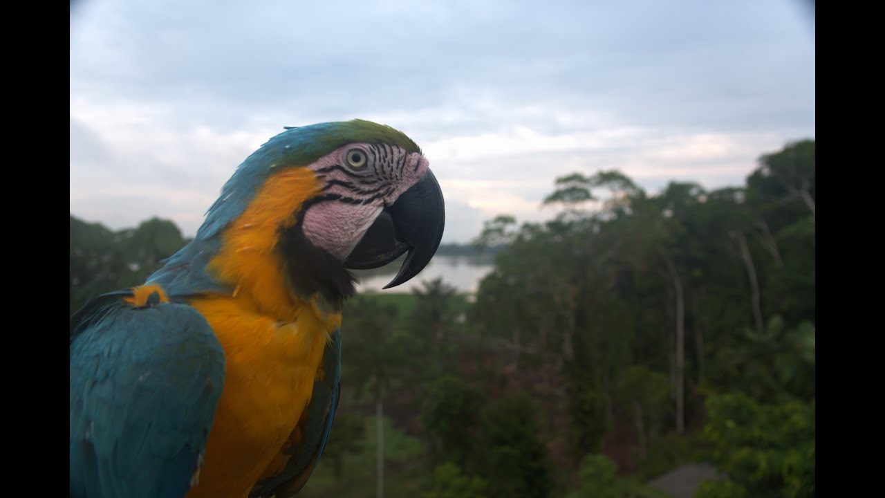 Zielone piekło. Amazonia.