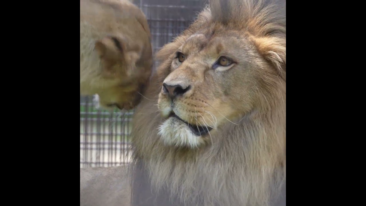 Lion couple 