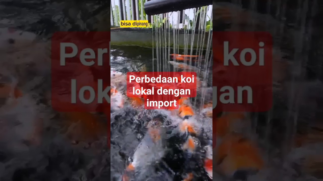 Perbedaan Ikan Koi Lokal Dan Koi Import  #kolamkoi #koiimport #showa