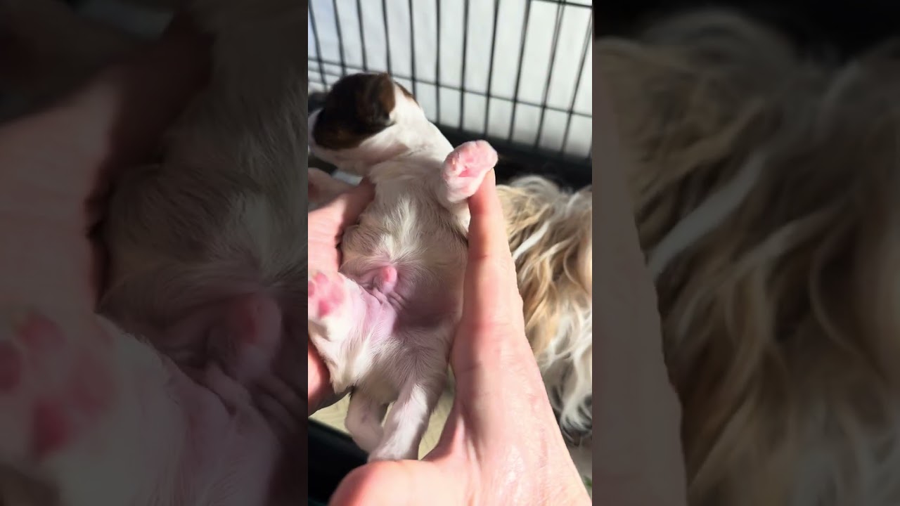 Emunas Biewer Puppies 2 Week Update Jan 17 2026