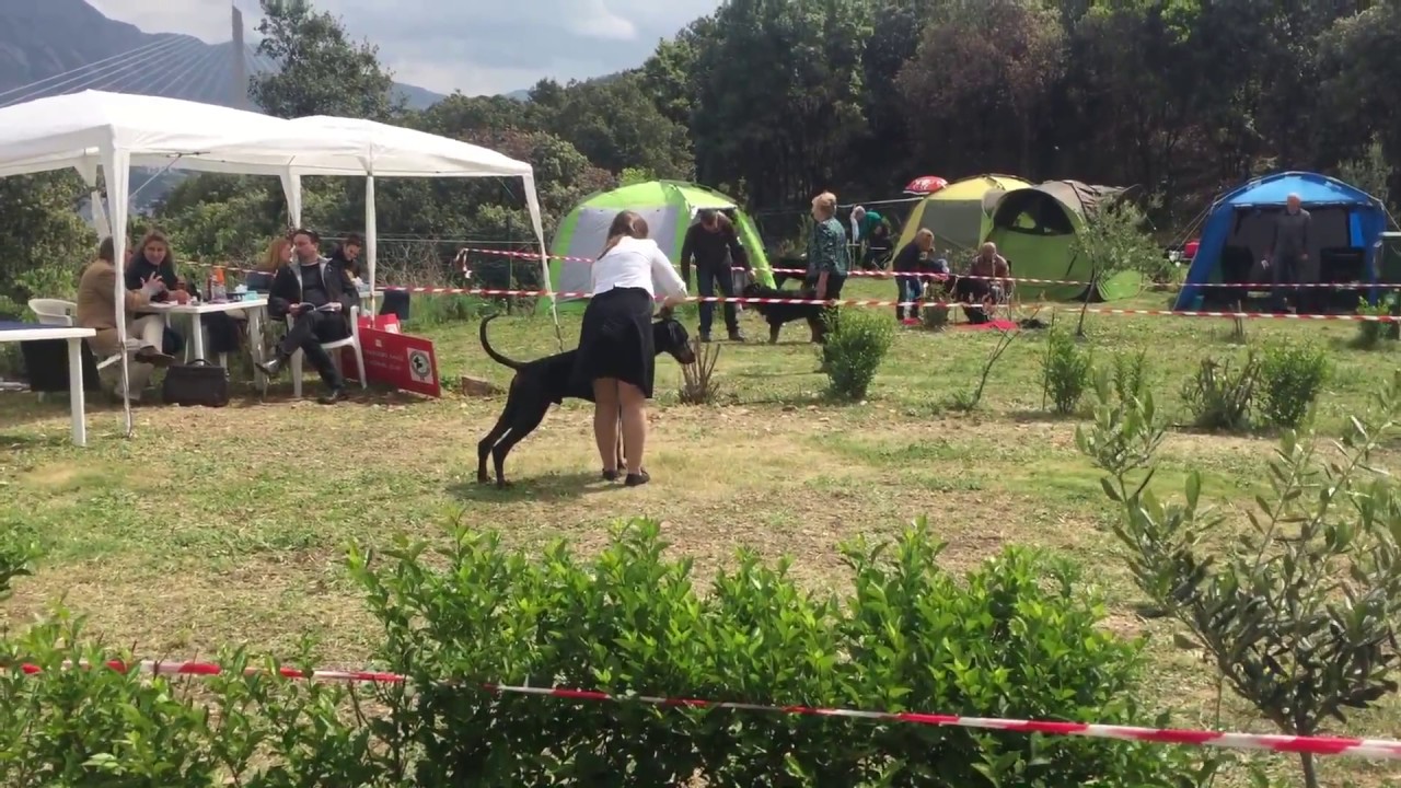 CACIB 2017