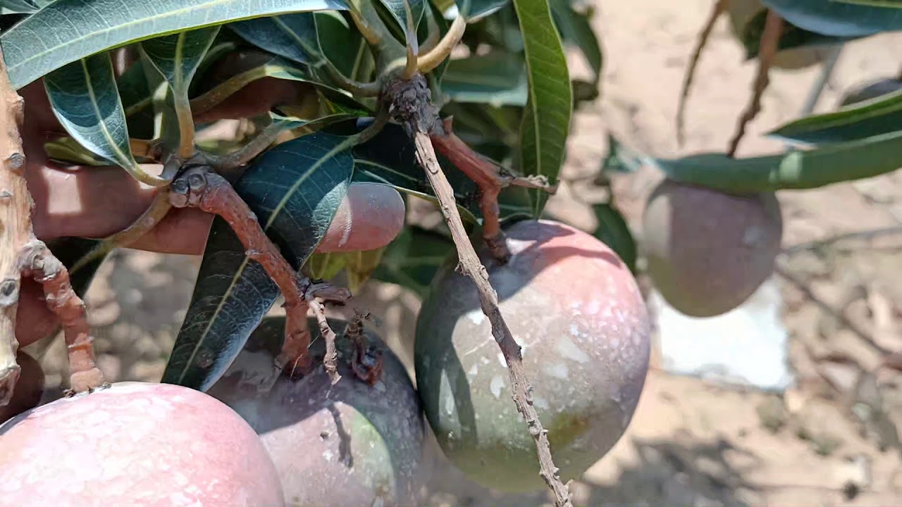 أزاي تعرف أصناف المانجو من شكل الأوراق | شيلي و ناعومي و أوستين و نام دوك ماي 4 🥭