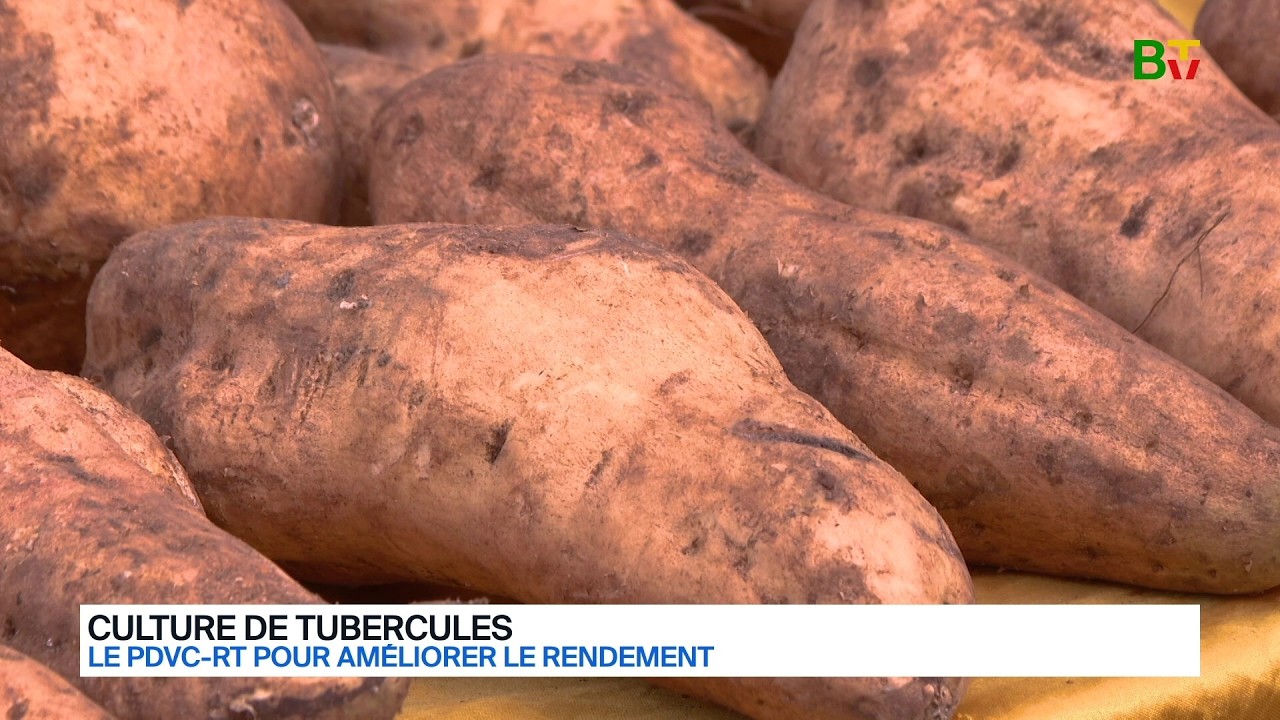 Racines et tubercules :  le Bénin lance le éveloppement des chaînes de valeurs