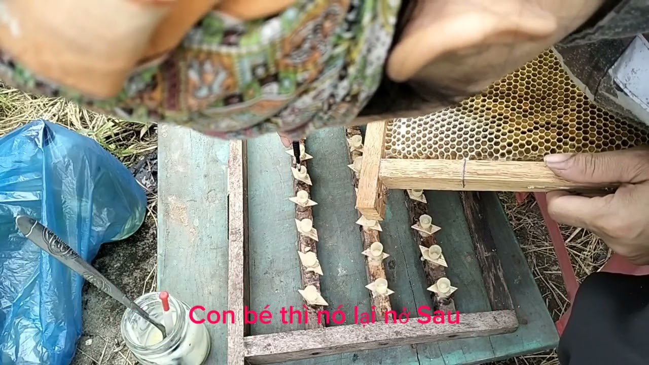 Cách di trùng ong chúa đơn giản cho những bác mới tập nuôi ong #ongmat#ongchua#kithuatongmat